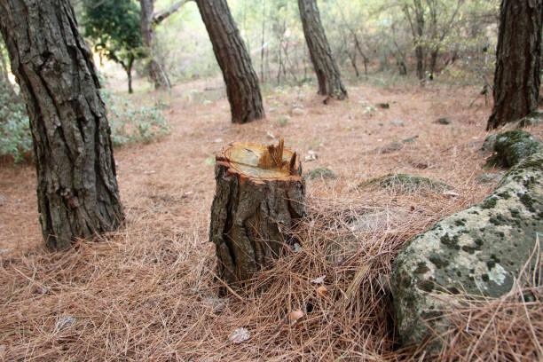 How Our Tree Care Process Works  in  Heeia, HI